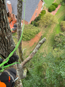 Business queued-photos - Tony’s Tree Service LLC