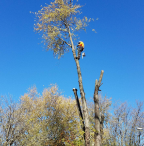Business queued-photos - Excellent Tree Services
