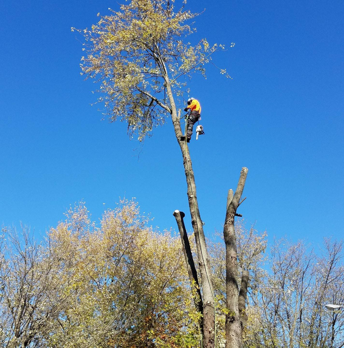 Business queued-photos - Excellent Tree Services