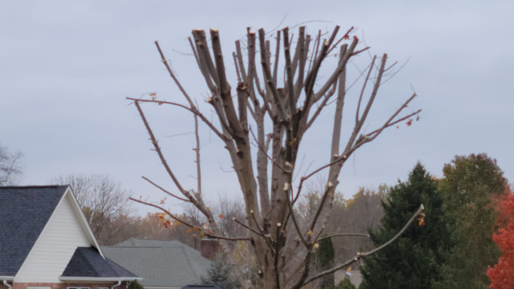 Business queued-photos - Excellent Tree Services