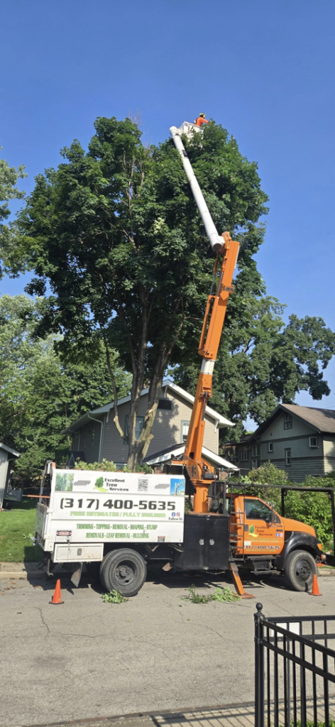 Business queued-photos - Excellent Tree Services