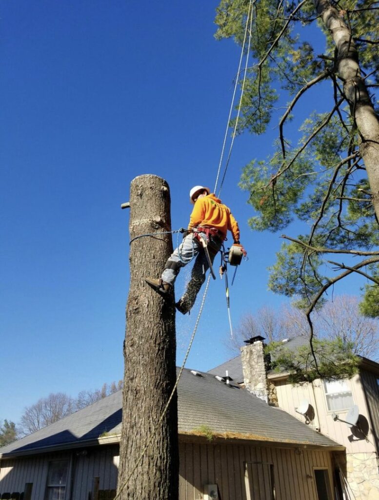 Business queued-photos - Excellent Tree Services