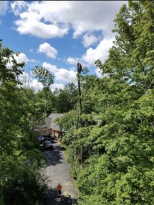 Business queued-photos - Excellent Tree Services