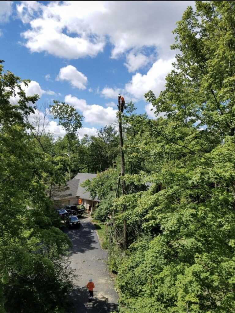 Business queued-photos - Excellent Tree Services