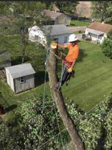 Business queued-photos - Excellent Tree Services