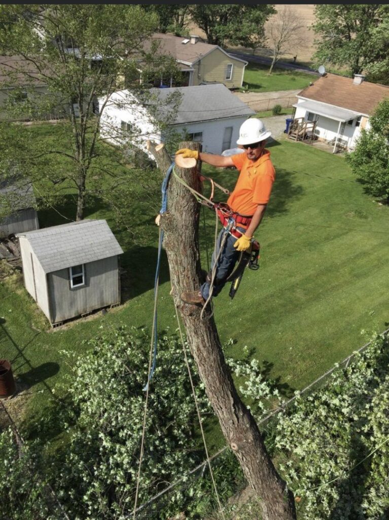Business queued-photos - Excellent Tree Services