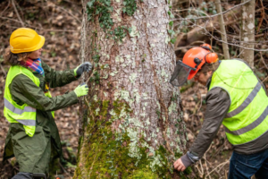 Two arborists in safety gear inspecting a tree trunk for Forrest Tree Service in Durham, NC.