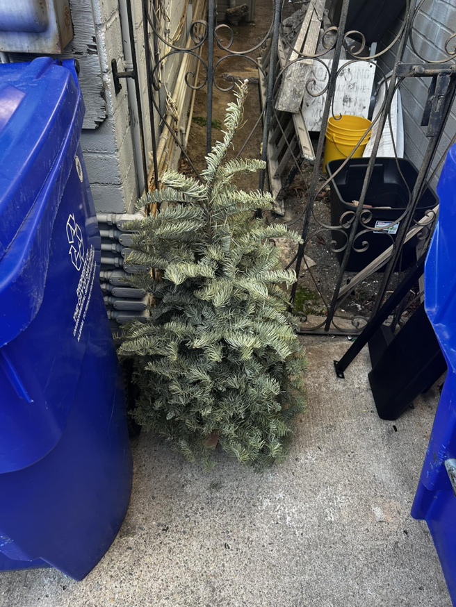 A dried Christmas tree ready for junk removal by Impact Environmental Co. in El Cajon, CA.