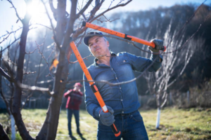 A man using large pruning shears to trim tree branches for Forrest Tree Service in Durham, NC.