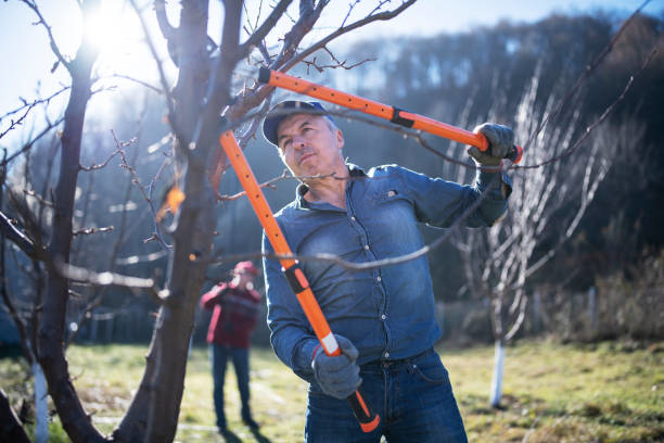 A man using large pruning shears to trim tree branches for Forrest Tree Service in Durham, NC.